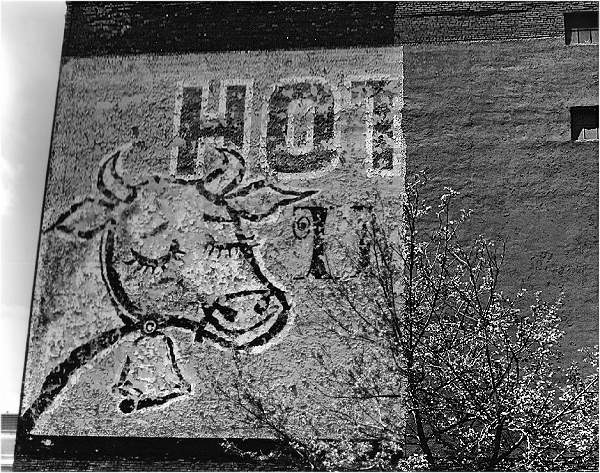 Hot Cow 1986